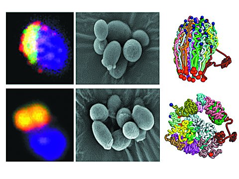 DNA مصنوعی DNA مصنوعی,اخبار علمی,خبرهای علمی,اختراعات و پژوهش