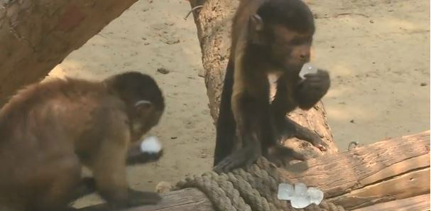 باغ‌وحش پکن,اخبار جالب,خبرهای جالب,خواندنی ها و دیدنی ها
