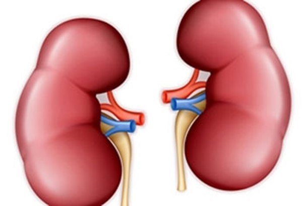 کلیه,اخبار پزشکی,خبرهای پزشکی,بهداشت