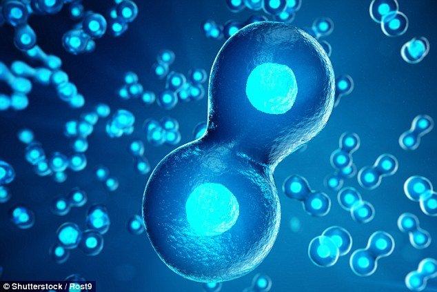 جنین مصنوعی جنین مصنوعی,اخبار پزشکی,خبرهای پزشکی,تازه های پزشکی