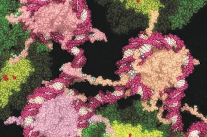 حالت خواب سلولهای سرطانی حالت خواب سلولهای سرطانی,اخبار پزشکی,خبرهای پزشکی,تازه های پزشکی