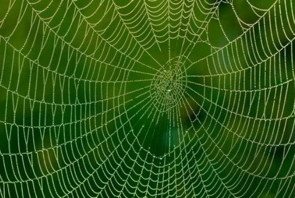 تار عنکبوت,اخبار علمی,خبرهای علمی,اختراعات و پژوهش