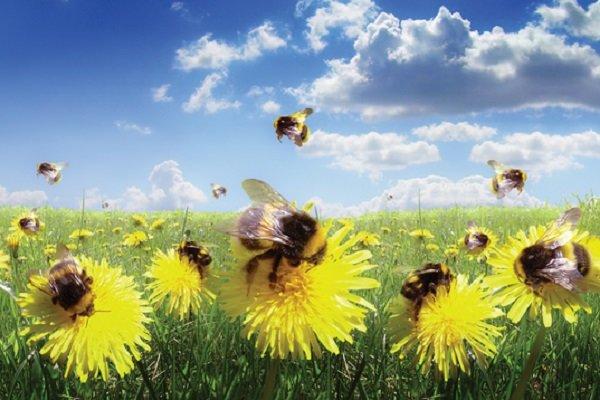 زنبورعسل,اخبار علمی,خبرهای علمی,طبیعت و محیط زیست