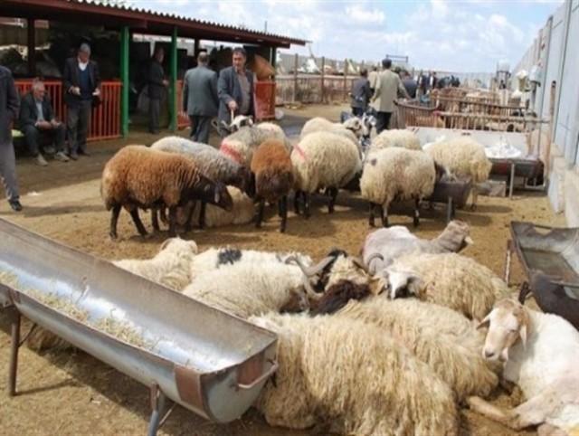 عرضه دام زنده عرضه دام زنده,اخبار اقتصادی,خبرهای اقتصادی,کشت و دام و صنعت