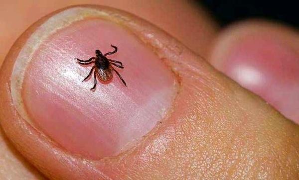 کنه ناقل تب کنگو,اخبار پزشکی,خبرهای پزشکی,بهداشت