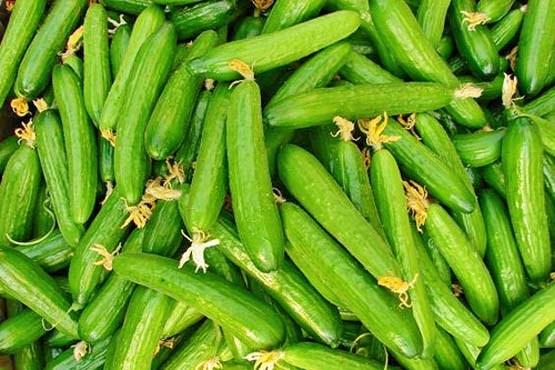 خیار,اخبار اقتصادی,خبرهای اقتصادی,کشت و دام و صنعت