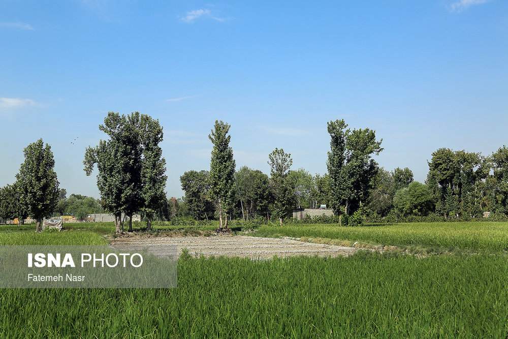 تصاویربرنجکاری در اصفهان,عکس های برنجکاری در کنار زاینده رود,عکس های کشت برنج در نزدیکی زاینده رود خشک