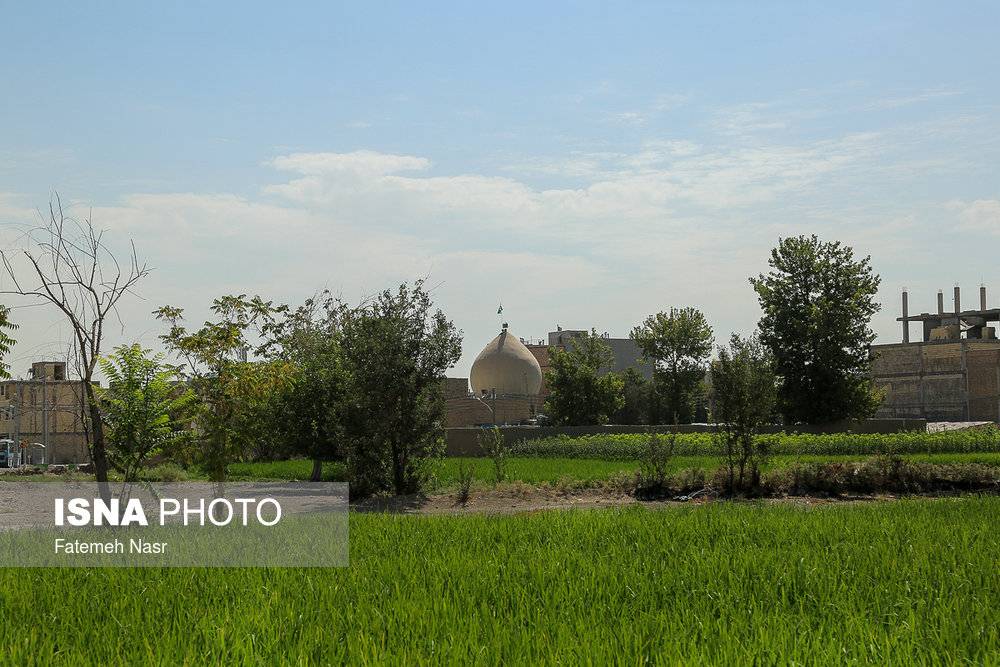 تصاویربرنجکاری در اصفهان,عکس های برنجکاری در کنار زاینده رود,عکس های کشت برنج در نزدیکی زاینده رود خشک