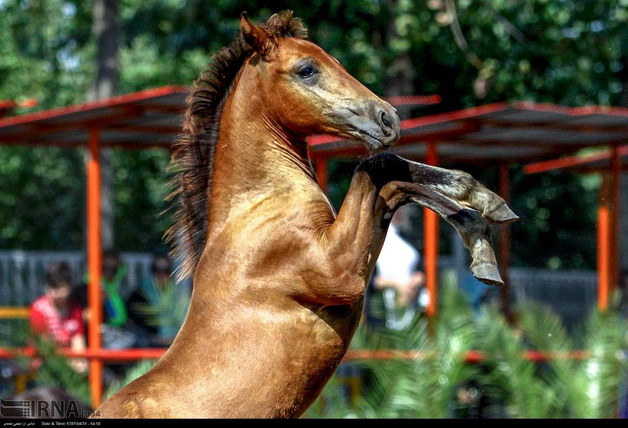 تصاویر اسب کاسپین,عکس های قیمتی ترین اسب دنیا,تصاویرزیبایی ازاسب کاسپین