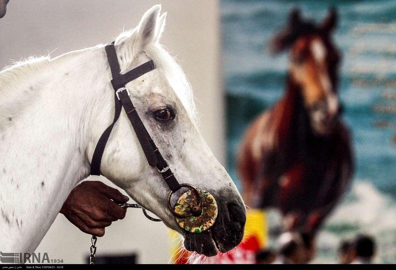 تصاویر اسب کاسپین,عکس های قیمتی ترین اسب دنیا,تصاویرزیبایی ازاسب کاسپین