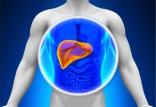 بیماری کبدی,اخبار پزشکی,خبرهای پزشکی,تازه های پزشکی
