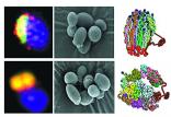 DNA مصنوعی,اخبار علمی,خبرهای علمی,اختراعات و پژوهش