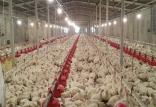 صادرات پودر گوشت مرغ,اخبار اقتصادی,خبرهای اقتصادی,تجارت و بازرگانی