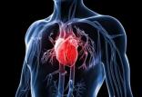 قلب,اخبار پزشکی,خبرهای پزشکی,تازه های پزشکی