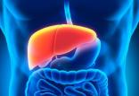 کبد,اخبار پزشکی,خبرهای پزشکی,تازه های پزشکی