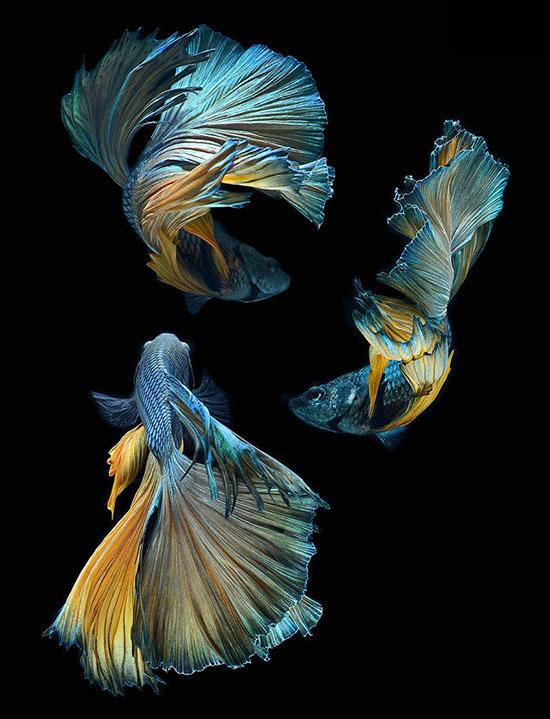 تصاویرماهی جنگجوی سیامی,تصاویرزیبای ماهی بتا,عکس‌های فوق العاده از ماهی جنگجو