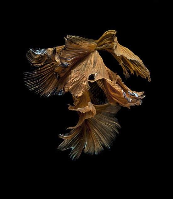 تصاویرماهی جنگجوی سیامی,تصاویرزیبای ماهی بتا,عکس‌های فوق العاده از ماهی جنگجو