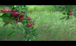ویدئو/ بازار داغ میوه‌های لاکچری در ایران