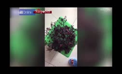 ویدئو/ موجودات دریایی عجیب در سواحل ویتنام