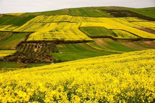 کاشت کلزا,اخبار اجتماعی,خبرهای اجتماعی,محیط زیست