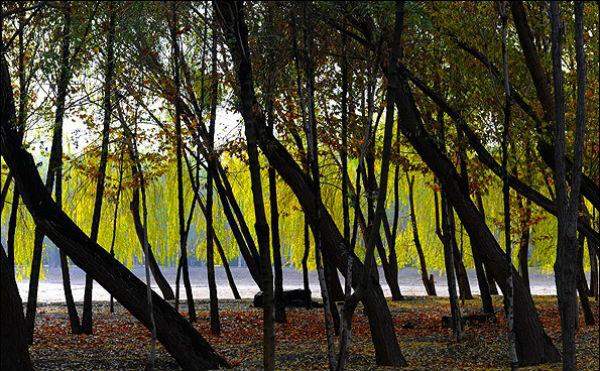 ناژوان,اخبار اجتماعی,خبرهای اجتماعی,محیط زیست