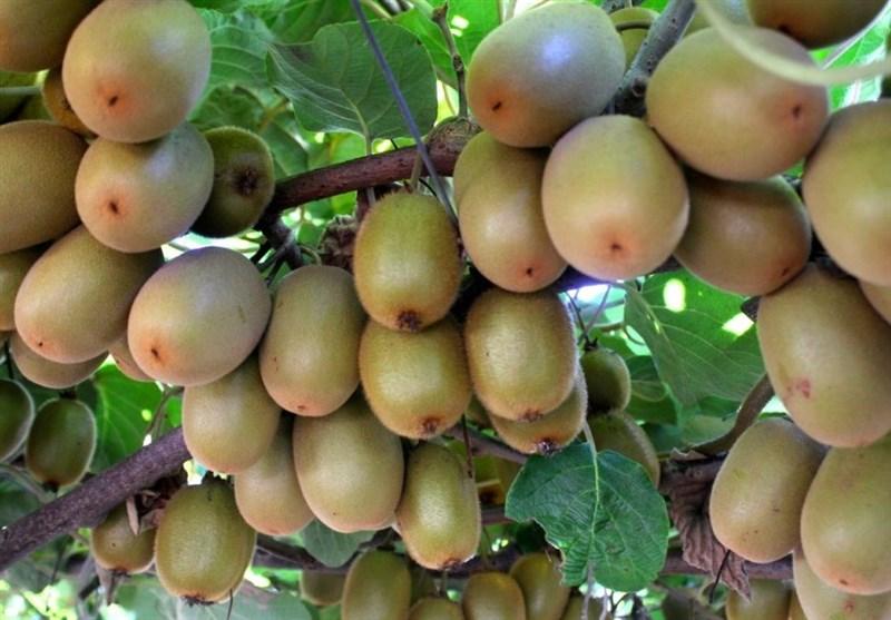 کیوی کیوی,اخبار اقتصادی,خبرهای اقتصادی,کشت و دام و صنعت