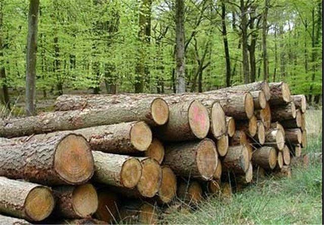 تخریب جنگل,اخبار اجتماعی,خبرهای اجتماعی,محیط زیست