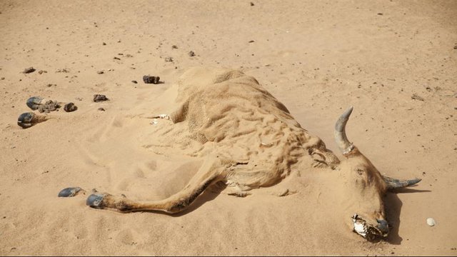 خسارت‌های خشکسالی برحیات وحش,اخبار علمی,خبرهای علمی,طبیعت و محیط زیست