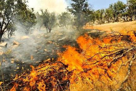 آتش سوزی جنگل‌های مریوان,اخبار اجتماعی,خبرهای اجتماعی,شهر و روستا