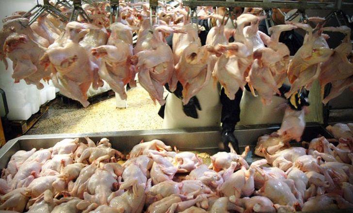 قیمت مرغ قیمت مرغ,اخبار اقتصادی,خبرهای اقتصادی,کشت و دام و صنعت