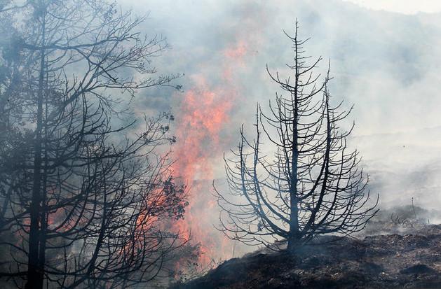آتش سوزی در مریوان,اخبار اجتماعی,خبرهای اجتماعی,محیط زیست