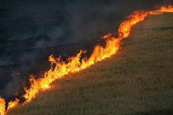 آتش سوزی جنگلهای طارم در استان قزوین,اخبار حوادث,خبرهای حوادث,حوادث امروز