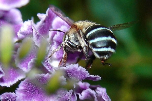 اعتیاد زنبورهای عسل,اخبار علمی,خبرهای علمی,طبیعت و محیط زیست