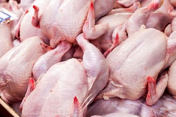 مرغ,اخبار اقتصادی,خبرهای اقتصادی,کشت و دام و صنعت