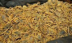 عقرب عقرب,اخبار اجتماعی,خبرهای اجتماعی,محیط زیست