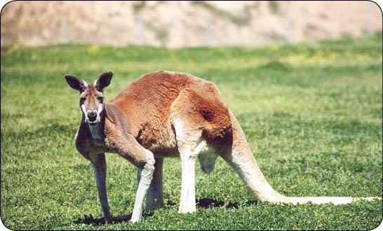 کانگورو,اخبار جالب,خبرهای جالب,خواندنی ها و دیدنی ها