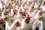 پرورش مرغ,اخبار اقتصادی,خبرهای اقتصادی,کشت و دام و صنعت