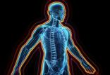 بدن انسان,اخبار پزشکی,خبرهای پزشکی,مشاوره پزشکی