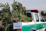 گیاه ماری جوانا,اخبار اقتصادی,خبرهای اقتصادی,کشت و دام و صنعت
