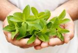 گیاه استویا,اخبار علمی,خبرهای علمی,پژوهش