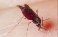 مالاریا,اخبار پزشکی,خبرهای پزشکی,بهداشت