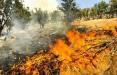 آتش سوزی جنگل‌های مریوان,اخبار اجتماعی,خبرهای اجتماعی,شهر و روستا