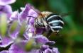 اعتیاد زنبورهای عسل,اخبار علمی,خبرهای علمی,طبیعت و محیط زیست