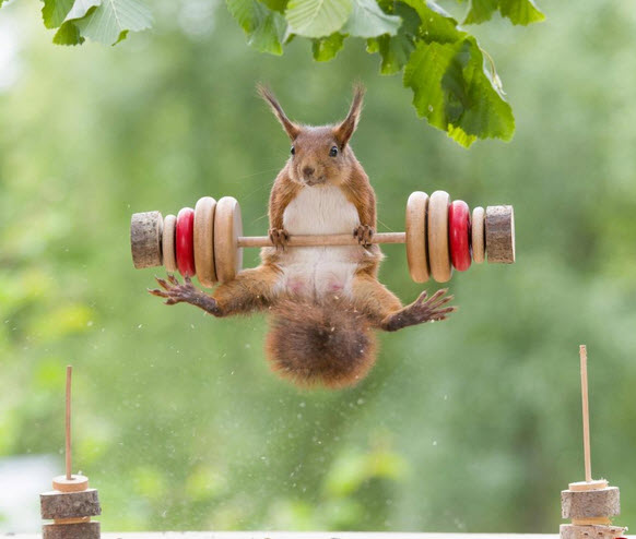 عکس ورزش کردن سنجاب,تصاویرورزش کردن سنجاب,عکس سنجاب