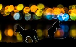 تصاویر مختلف جهان،عکسای روز دنیا،عکسهای دیدنی جهان 5مهر97