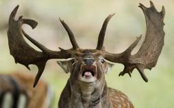 عکس های جدید روز 11 مهر 97,تصاویر دیدنی روز یازدهم مهر 97,عکسهای دیدنی دنیا 3 اکتبر 2018