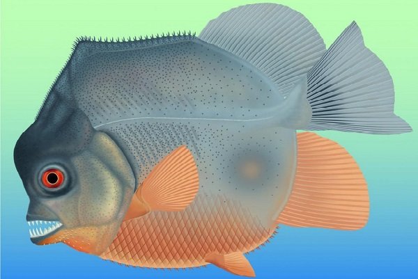 فسیل ماهی خونخوار,اخبار علمی,خبرهای علمی,طبیعت و محیط زیست