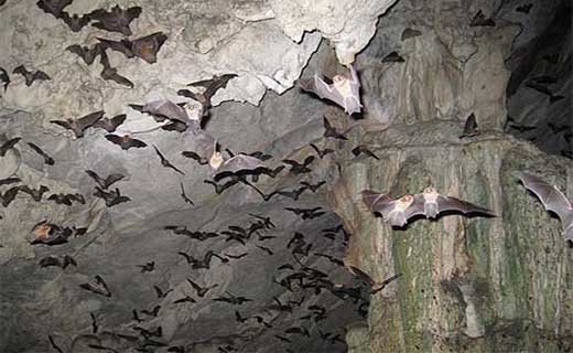 خفاش‌های دم موشی,اخبار علمی,خبرهای علمی,طبیعت و محیط زیست