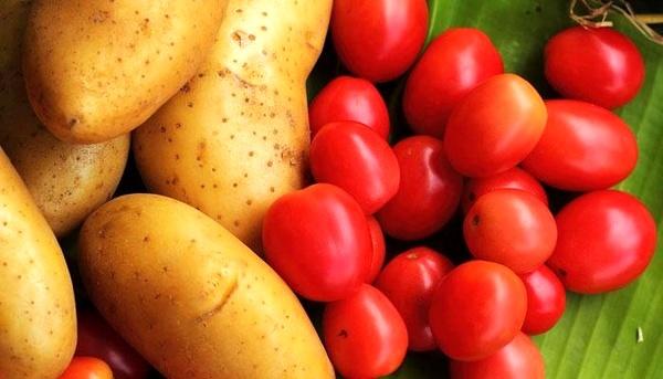 گوجه و سیب زمینی گوجه و سیب زمینی,اخبار اقتصادی,خبرهای اقتصادی,کشت و دام و صنعت