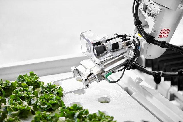 پرورش سبزیجات در مزرعه رباتیک,اخبار علمی,خبرهای علمی,اختراعات و پژوهش